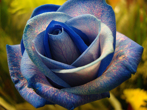 Romantic DIY Bonsai Rose Seeds