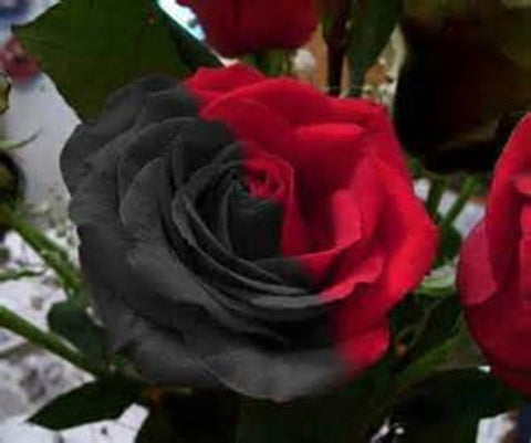 Romantic DIY Bonsai Rose Seeds