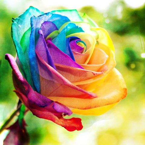 Romantic DIY Bonsai Rose Seeds