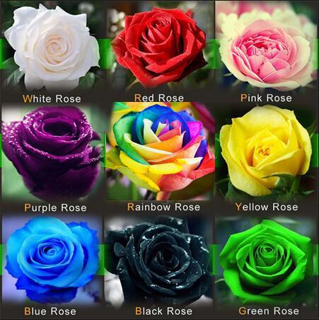 Romantic DIY Bonsai Rose Seeds