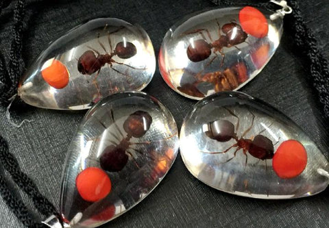 Real Red Bean & Ant Drop Pendant Necklace