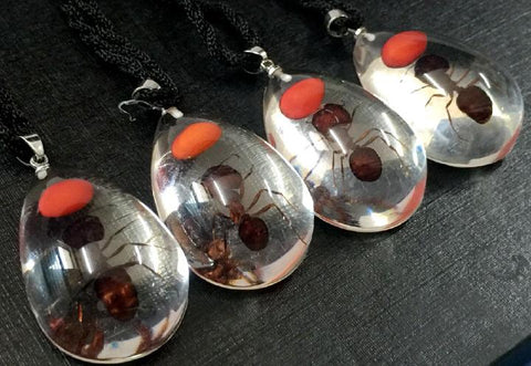 Real Red Bean & Ant Drop Pendant Necklace