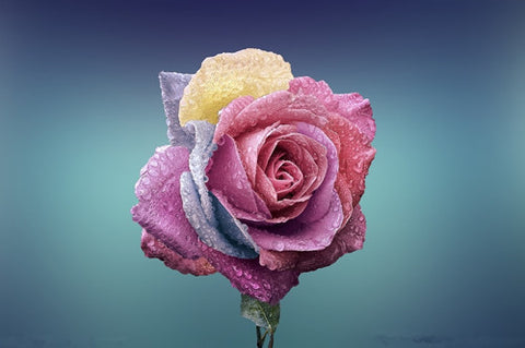 Romantic DIY Bonsai Rose Seeds