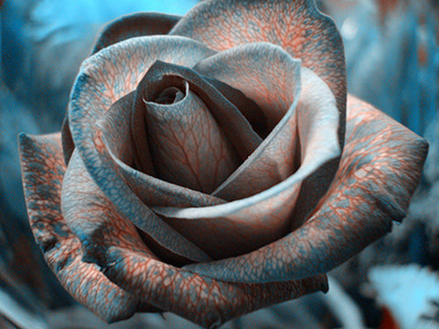 Romantic DIY Bonsai Rose Seeds