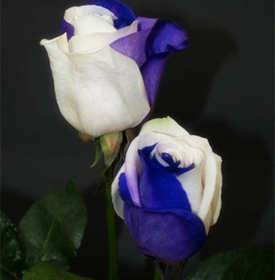 Romantic DIY Bonsai Rose Seeds