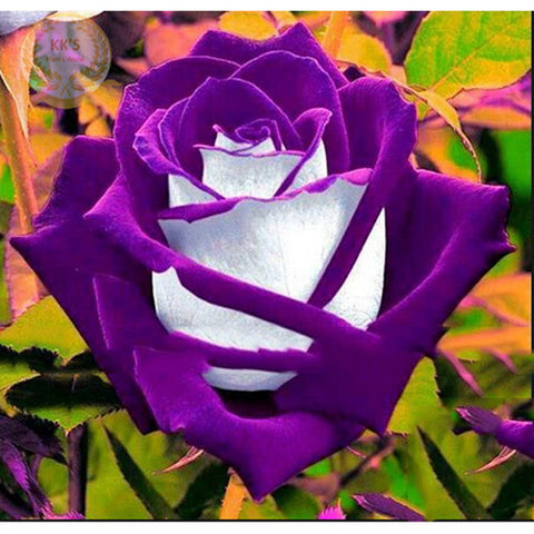 Romantic DIY Bonsai Rose Seeds