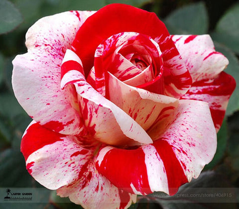 Romantic DIY Bonsai Rose Seeds