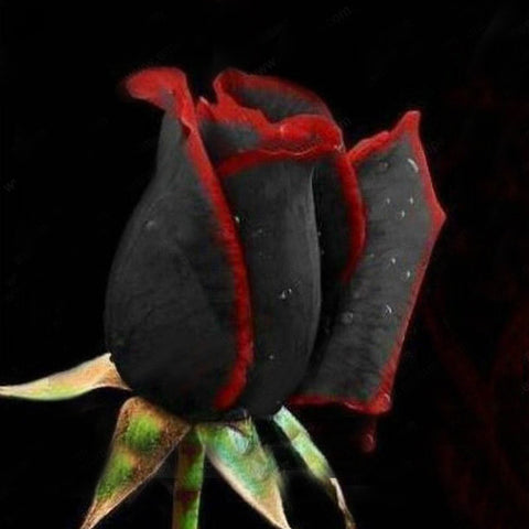 Romantic DIY Bonsai Rose Seeds