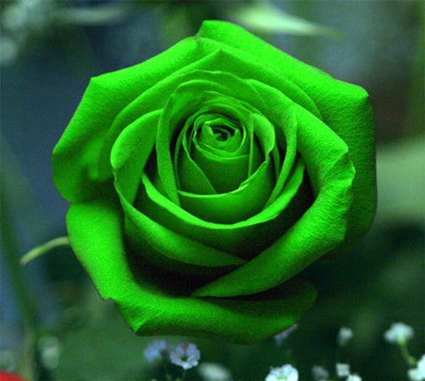 Romantic DIY Bonsai Rose Seeds
