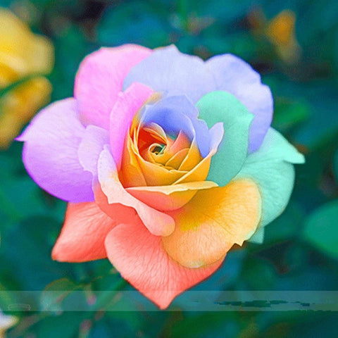 Romantic DIY Bonsai Rose Seeds