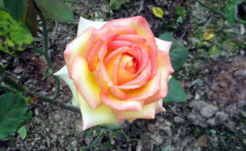 Romantic DIY Bonsai Rose Seeds