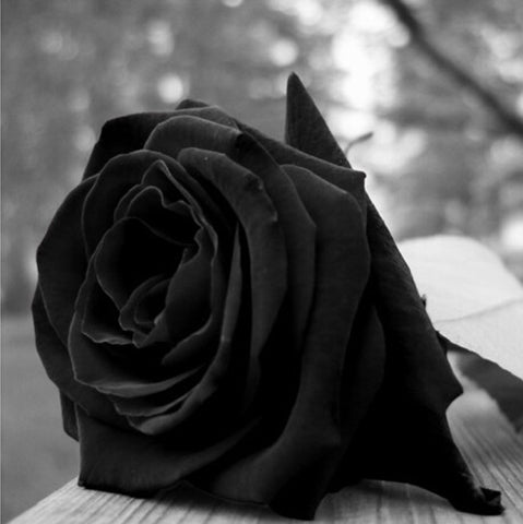 Romantic DIY Bonsai Rose Seeds