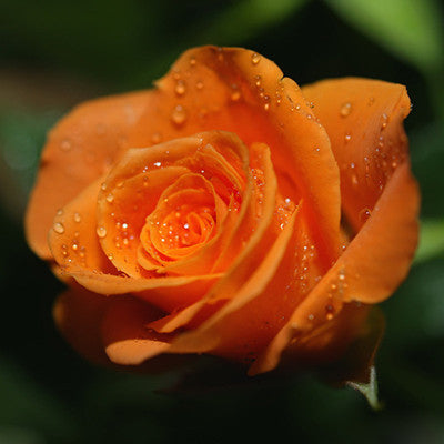 Romantic DIY Bonsai Rose Seeds
