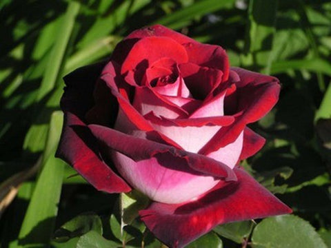 Romantic DIY Bonsai Rose Seeds
