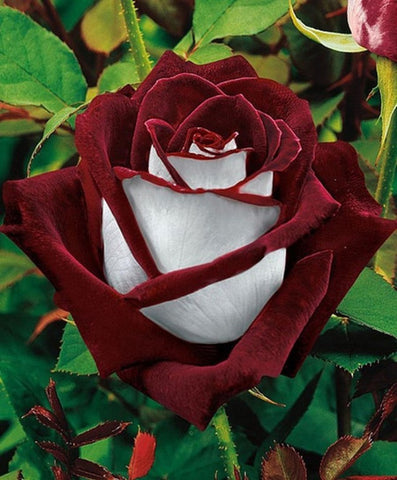 Romantic DIY Bonsai Rose Seeds