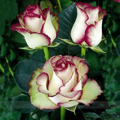 Romantic DIY Bonsai Rose Seeds