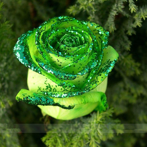 Romantic DIY Bonsai Rose Seeds