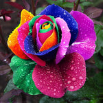 Romantic DIY Bonsai Rose Seeds