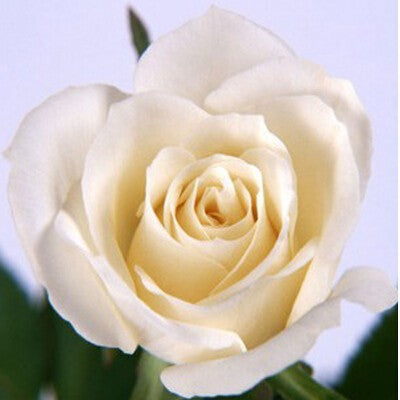 Romantic DIY Bonsai Rose Seeds