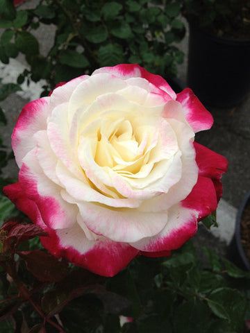Romantic DIY Bonsai Rose Seeds